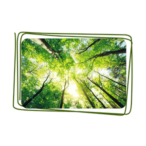 Découverte des arbres