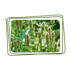 Mauvaises herbes