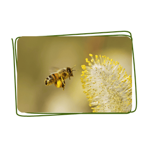 Abeilles et biodiversité